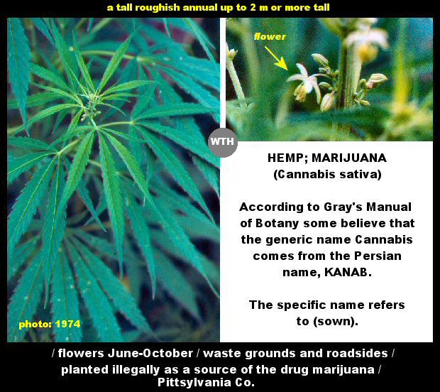 Hemp (Cannabis sativa)
