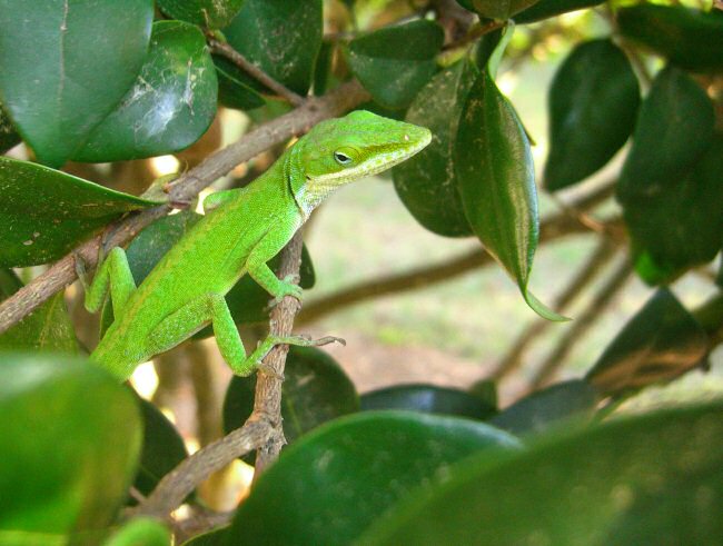 Green Anole (Anolis carolinensis)