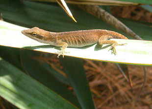 Green Anole (Anolis carolinensis)