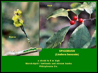 Spicebush (Lindera benzoin)