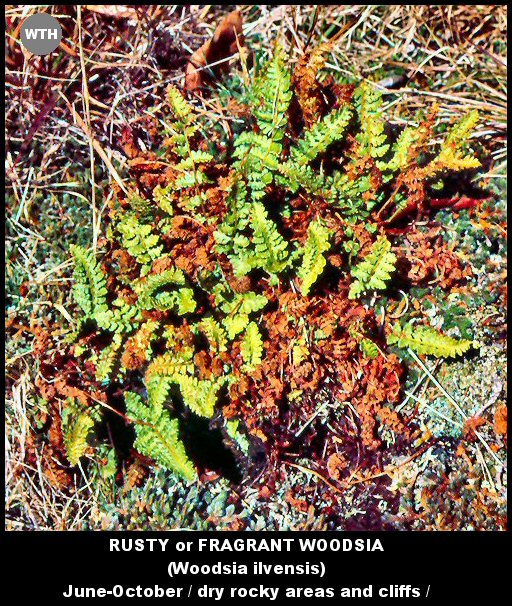 Rusty Woodsia (Woodsia ilvensis)