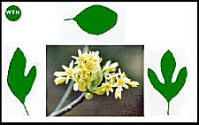 Sassafras (06/14/07)