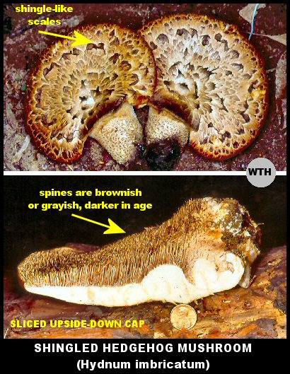 Shingled Hedgehog Mushroom (Hydnum imbricatum)
