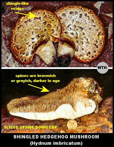 Shingled Hedgehog Mushroom (Hydnum imbricatum)