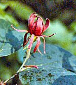 Sweet-shrub or Carolina Allspice (07/29/07)