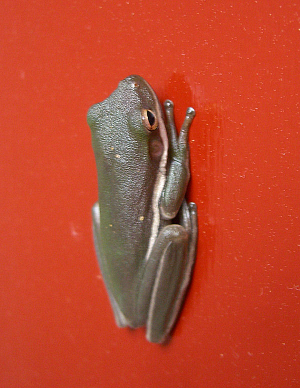 American Green Tree Frog (Hyla cinerea)