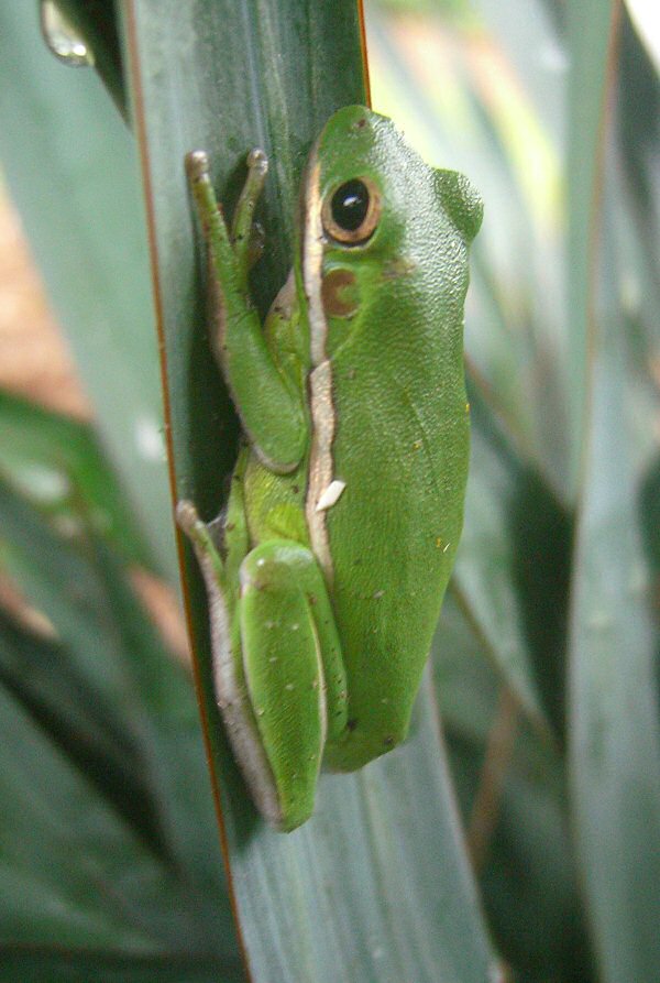 American Green Tree Frog (Hyla cinerea)