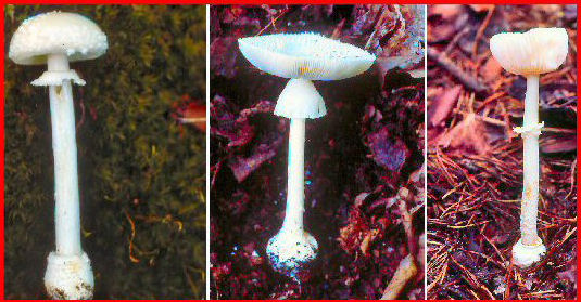 Amanita Genus of Mushrooms