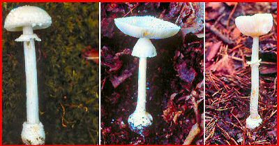 Amanita Genus of Mushrooms