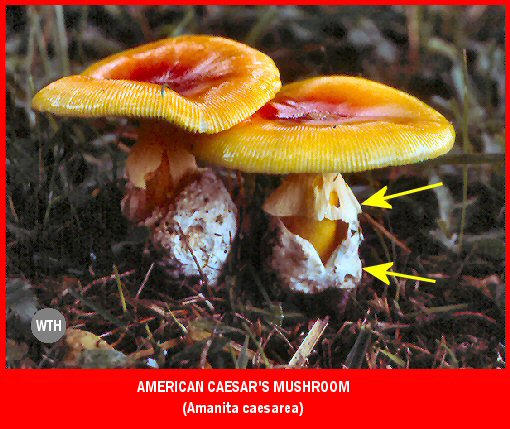 American Caesar's Mushroom (Amanita caesarea)