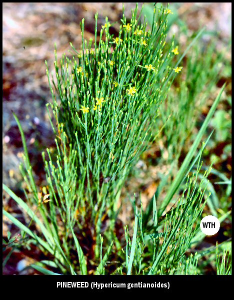 Pineweed (Hypericum gentianoides)
