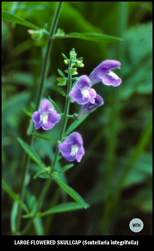 Large-flowered Skullcap (Scutellaria integrifolia)