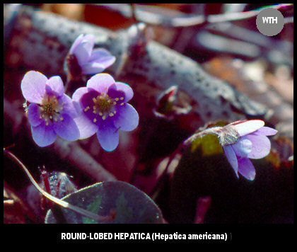 Round-lobed Hepatica (Hepatica americana)