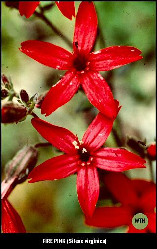 Fire Pink (Silene virginica)