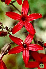 Fire Pink (11/04/07)