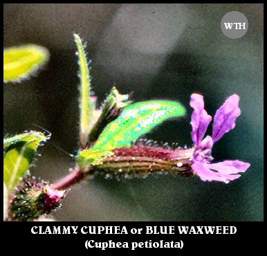 Clammy Cuphea (Cuphea petiolata)