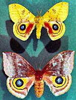 Target Moth (11/20/07)