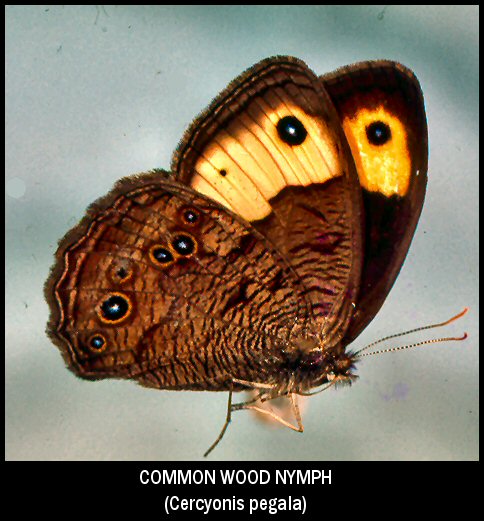 Common Wood Nymph (Cercyonis pegala)
