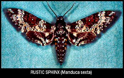 Rustic Sphinx (Manduca sexta)