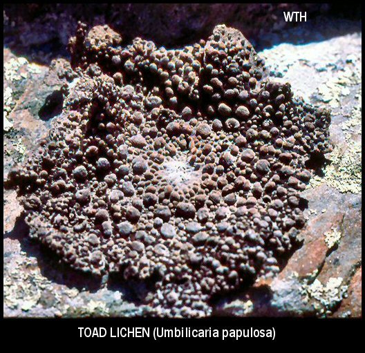 Toad Lichen (Umbilicaria papulosa)