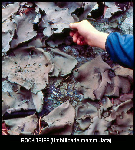 Rock Tripe (Umbilicaria mammulata)