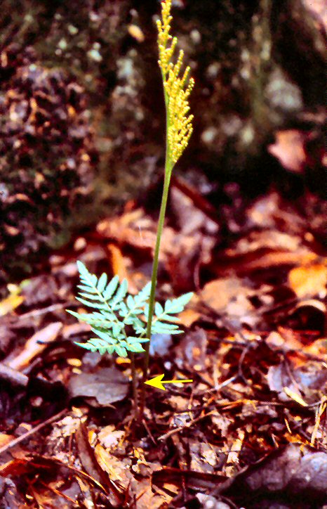 Common Grape Fern (Botrychium dissectum)