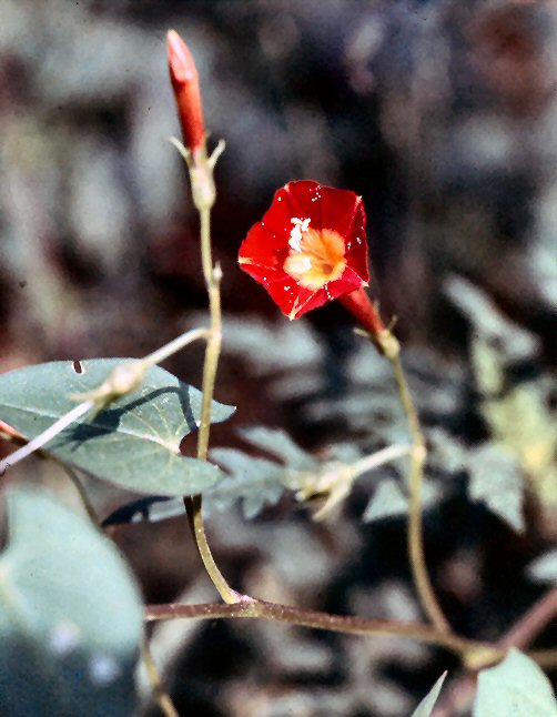 Little Red Morning Glory (Ipomoea coccinatai)