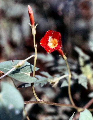 Little Red Morning Glory (Ipomoea coccinatai)