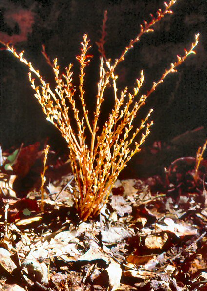 Beechdrops (Epifagus Virginia)