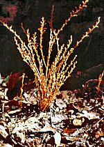 Beechdrops (01/02/08)