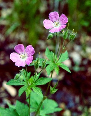 Wild Geranium (Geranium maculatum)