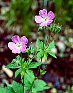 Wild Geranium (01/07/08)