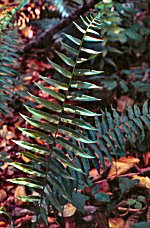 Glade Fern (01/16/08)