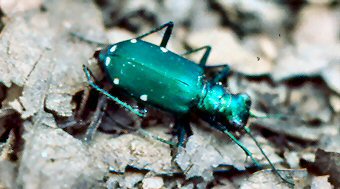 Green Tiger Beetle (Cincindela sexgutata)