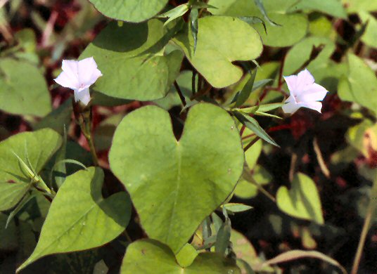 Small White Morning Glory (Ipomoea lacunosa)
