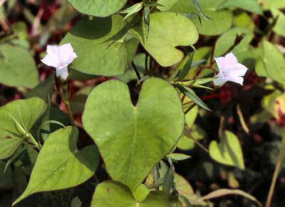 Small White Morning Glory (Ipomoea lacunosa)