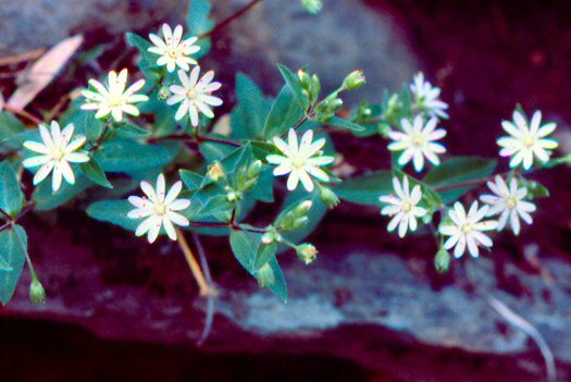 Star Chickweed (Stellaria pubera)