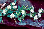 Star Chickweed (01/29/08)
