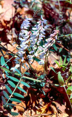 Wood Vetch (Vicia caroliniana)