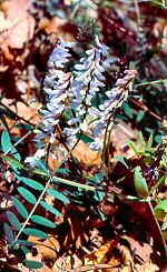 Wood Vetch (02/06/08)