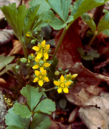 Barren Strawberry (Waldsteinia fragarioides)
