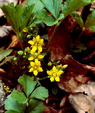 Barren Strawberry (Waldsteinia fragarioides)