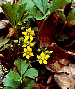 Barren Strawberry (03/05/08)