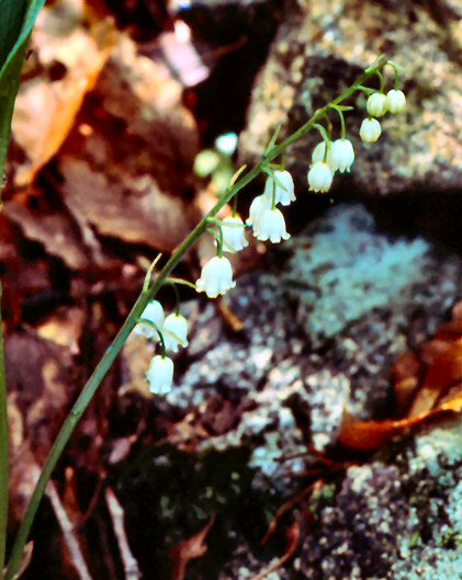 Lily-of-the-valley (Convallaria majalis)