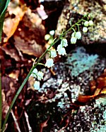 Lily-of-the-valley (03/29/08)