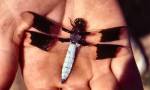 White-tail Dragonfly (6/05/02)