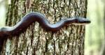 Blacksnake (6/12/02)