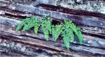 Mountain Spleenwort (6/19/02)