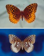 Great Spangled Fritillary (7/03/02)