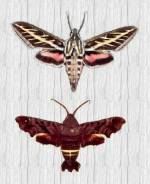 Hawk Moths (7/17/02)
